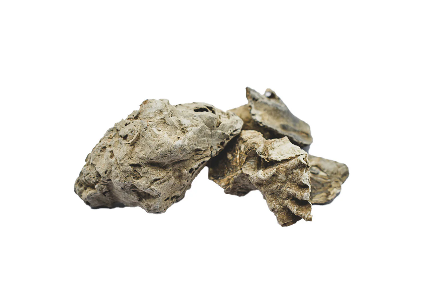SHENG MU LI - 生牡蛎 - Raw Oyster Shell - Custom Amount