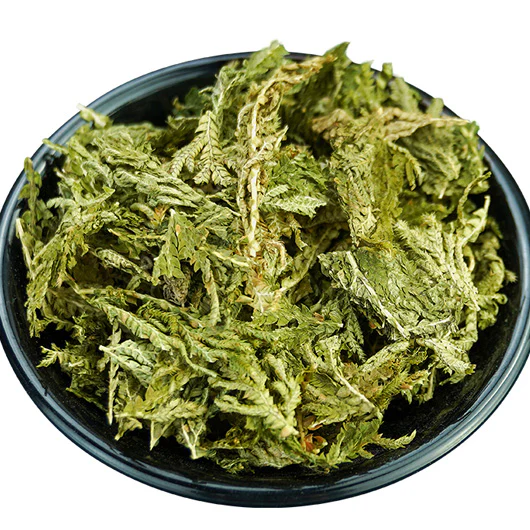 SHI SHANG BAI - 石上柏 - Selaginella - Custom Amount
