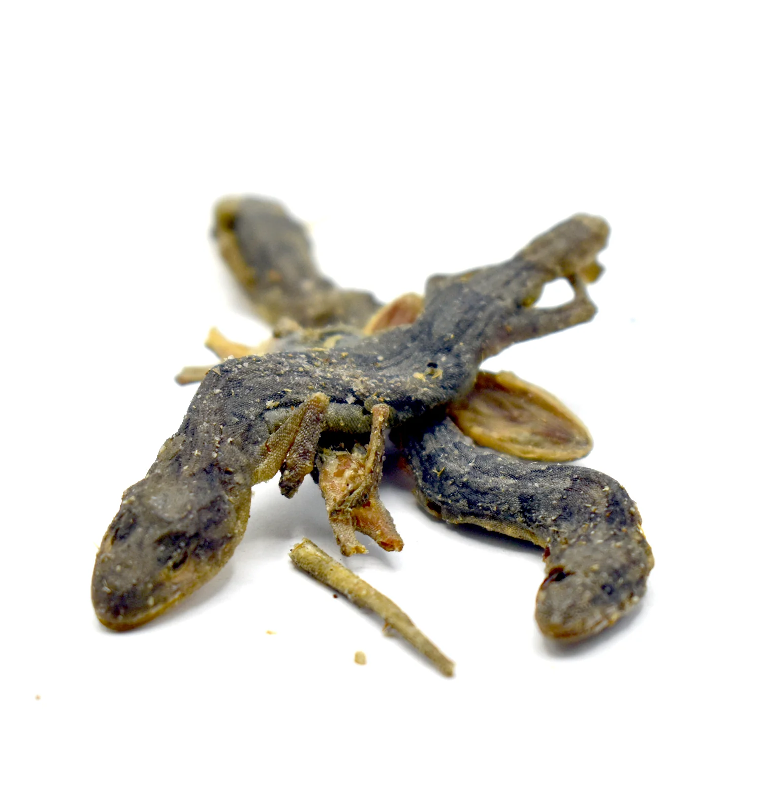 SHOU GONG - 守宫 - Gecko - 1条/1piece
